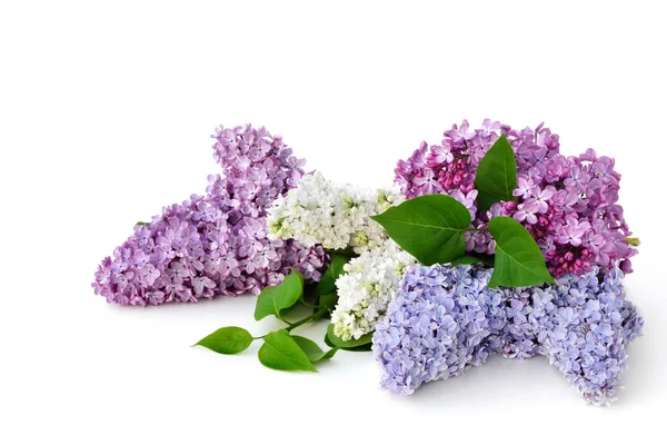 Flor Lilás Isolada Sobre Fundo Branco Syringa Vulgaris — Fotografia de Stock