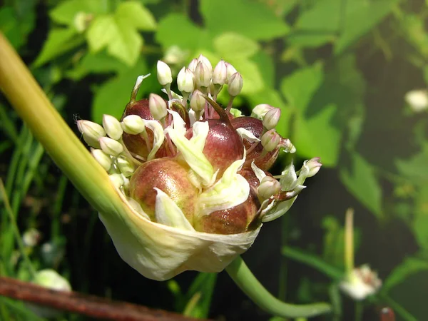 Βολβοί Για Άνθη Σκόρδου Μίσχο Allium Sativum — Φωτογραφία Αρχείου