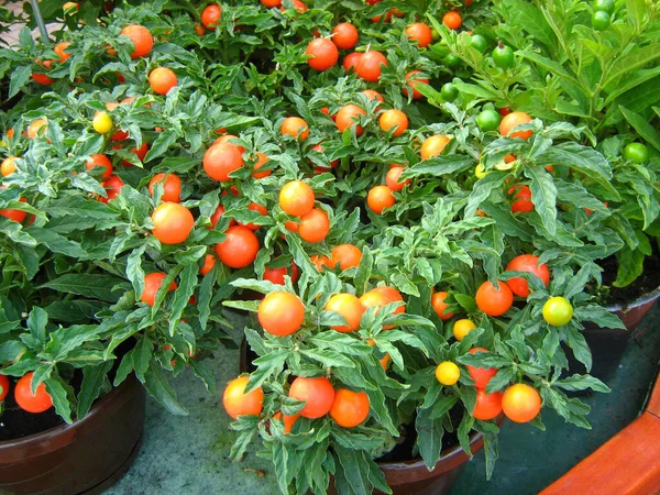 Rośliny Pomidorów Wiśniowych Obrazek Stockowy