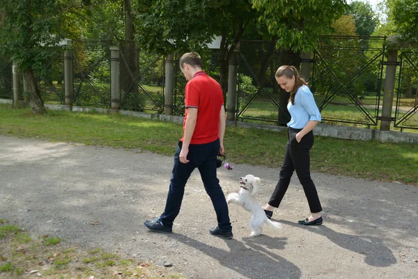 Unga Par Går Med Vit Pudel Leksakshund Gatan Cluj Napoca — Stockfoto