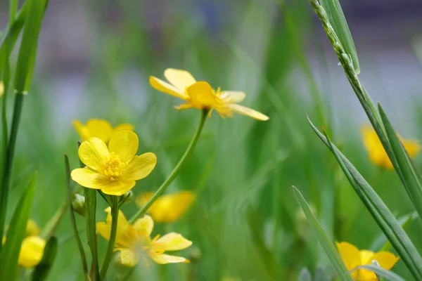 Krypande Smörblomma Blommar Trädgården Ranunculus Repens Royaltyfria Stockfoton