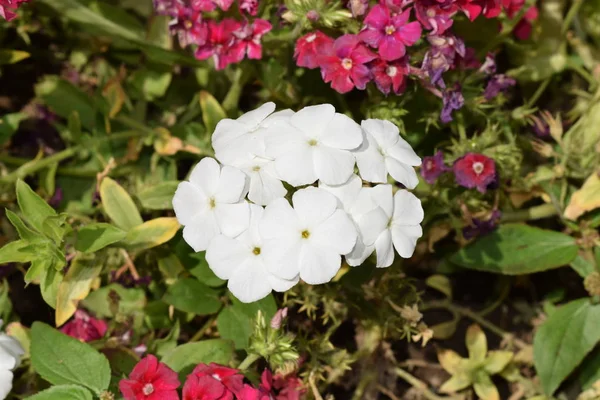 Картинки Белом Цвете Обои Цветок Саду — стоковое фото