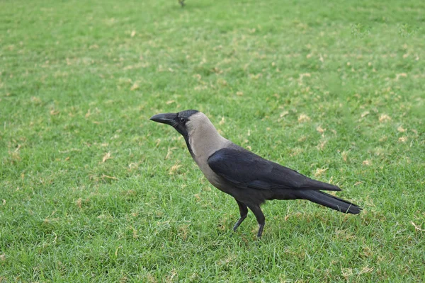 Schwarze Krähe Auf Dem Gras — Stockfoto