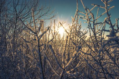 Sunbeams in the snow