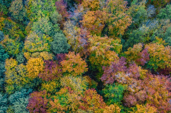 Beautiful colored treetops in Bavaria — Stock Photo, Image