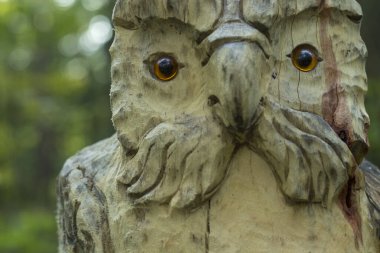 Pretty craved owl on a hiking trail