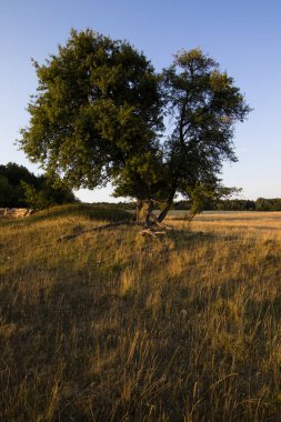 Tree in the golden sunbeams