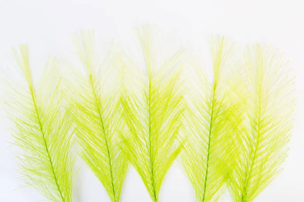 Green Leaves White Background — Stock Photo, Image