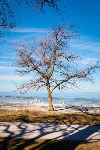 海滩背景上的枯树 — 图库照片