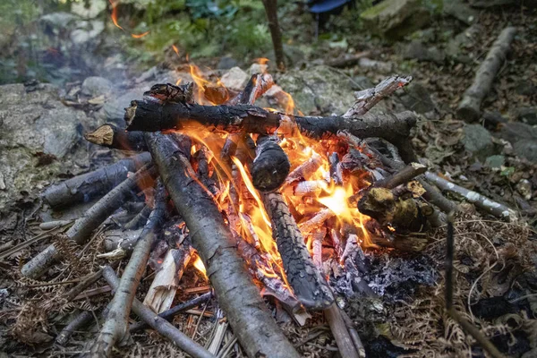 Burned wood fire to warm up or cook something