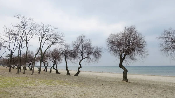 薄薄的空气和干枯的树枝树 — 图库照片