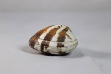 beyaz arkaplanda deniz kabuğu