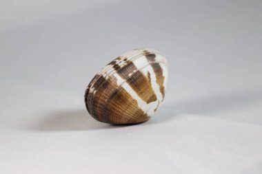 beyaz arkaplanda deniz kabuğu