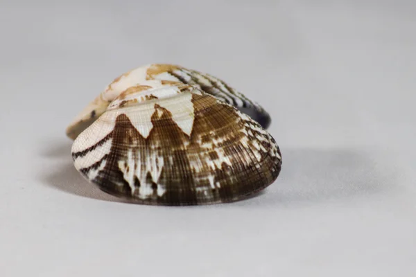 Sea Shell White Background — Stock Photo, Image