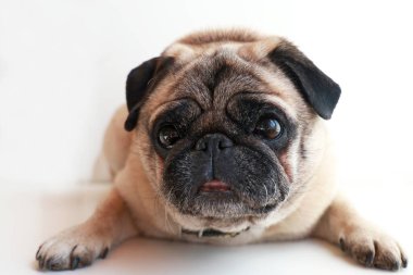 Koyu ağızlık takmış bej renkli hafif pug köpeği beyaz arka planda yatıyor.