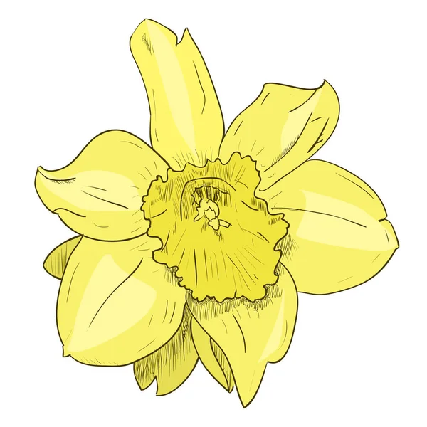 Croquis de couleur de fleur jaune — Image vectorielle