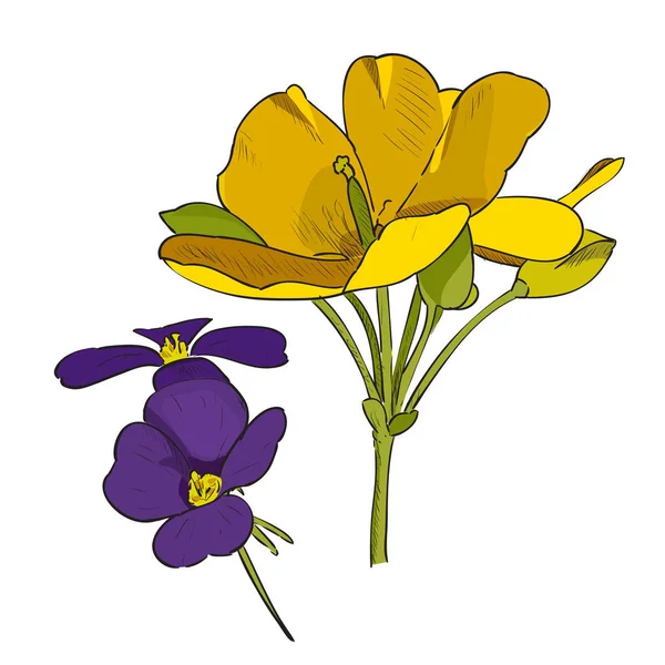 Fleurs Jaunes Violettes Dessinées Main Isolées Sur Fond Blanc Vecteur — Image vectorielle