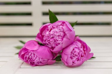 Canlı şakayık tomurcukları Doymuş pembeyle Beyaz tahta bir bankta