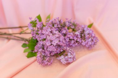 Pembe arka planda bir demet leylak çiçeği (Renkler: leylak, yeşil, pembe.)