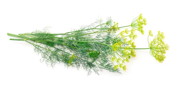 Detailní záběr záběr větve čerstvé zelené rostliny listy kopru. — Stock fotografie