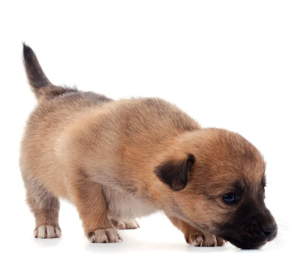 Bir küçük köpek yavrusu. — Stok fotoğraf