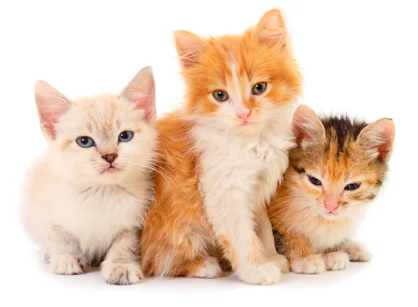 Tres gatitos bebé . — Foto de Stock