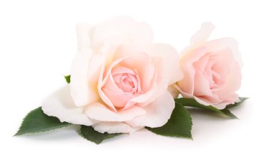 pembe gül çiçeği.