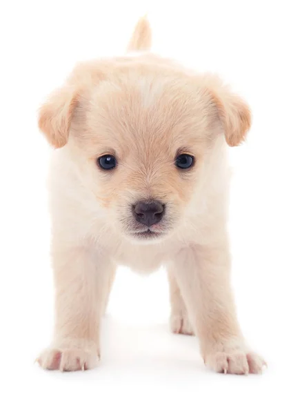 Um cachorrinho. . — Fotografia de Stock