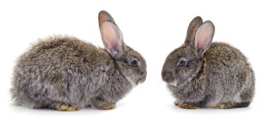 Gri tavşan izole.