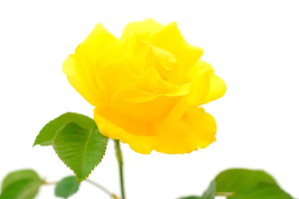 Amarelo belas rosas . — Fotografia de Stock