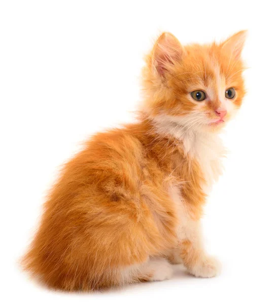 Kleine rode kitten. — Stockfoto