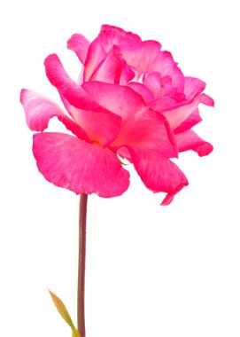 pembe gül çiçeği.