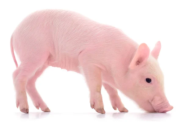 Pequeno porco rosa isolado . — Fotografia de Stock