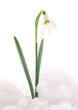 kardelen çiçek üzerinde beyaz izole.