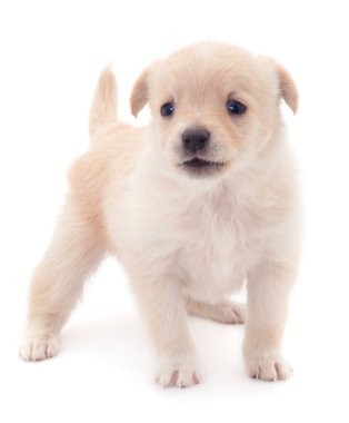 Küçük bir köpek yavrusu.