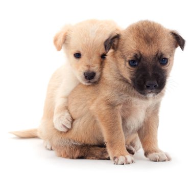 iki küçük yavrusu.