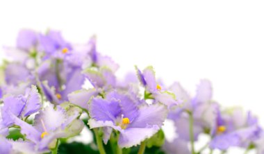 Menekşe güzel çiçekler, arka plan.