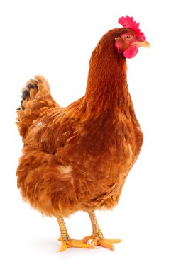 izole kahverengi tavuk.