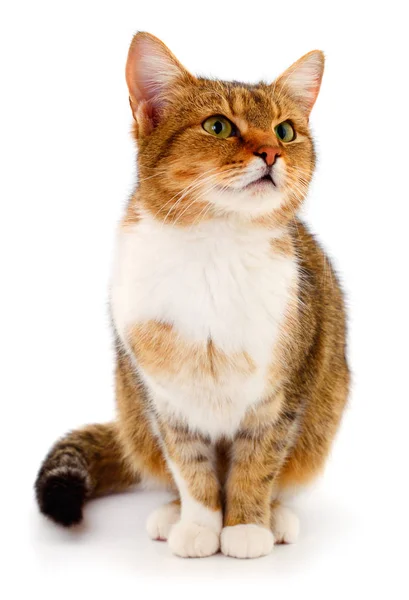 Brown house cat. — Stock Photo, Image