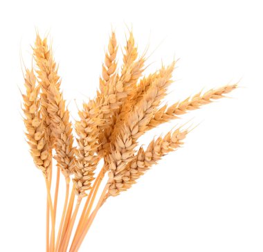 Olgun buğday kulak demet.