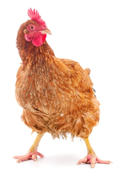 Gallina marrón aislada . — Foto de Stock