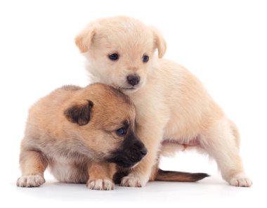 iki küçük yavrusu.