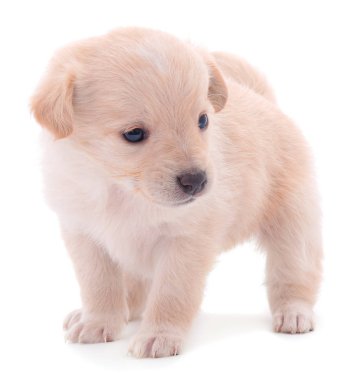 Küçük bir köpek yavrusu.