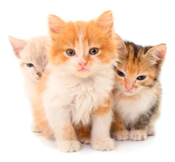 Drie baby kittens. Stockfoto