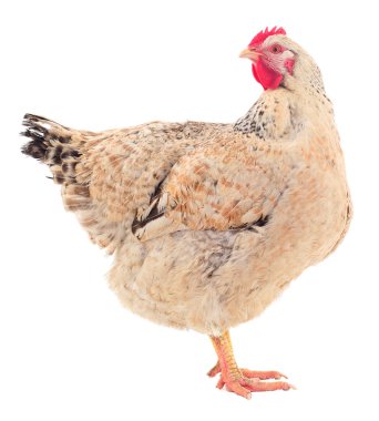 izole kahverengi tavuk.