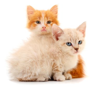 İki küçük kedi yavrusu izole.