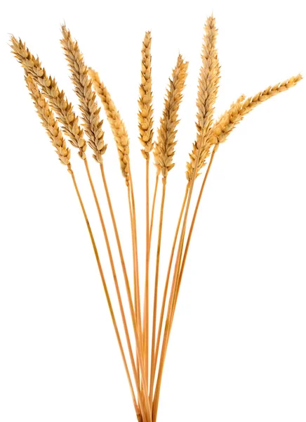 群的成熟的小麦的耳朵. — 图库照片