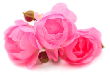 pembe gül çiçeği.