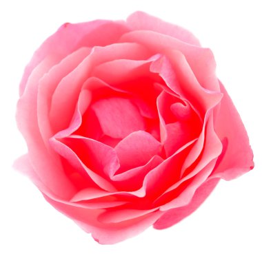 pembe gül çiçeği.