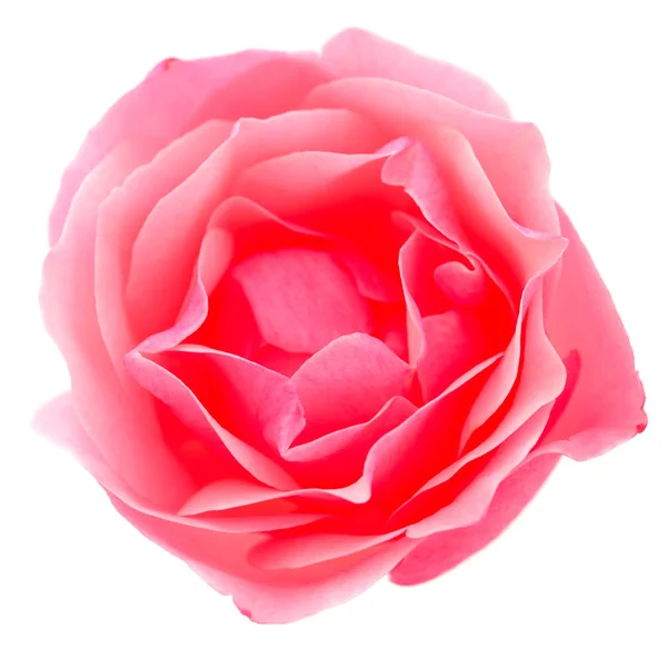 Ροζ τριαντάφυλλο. — Φωτογραφία Αρχείου